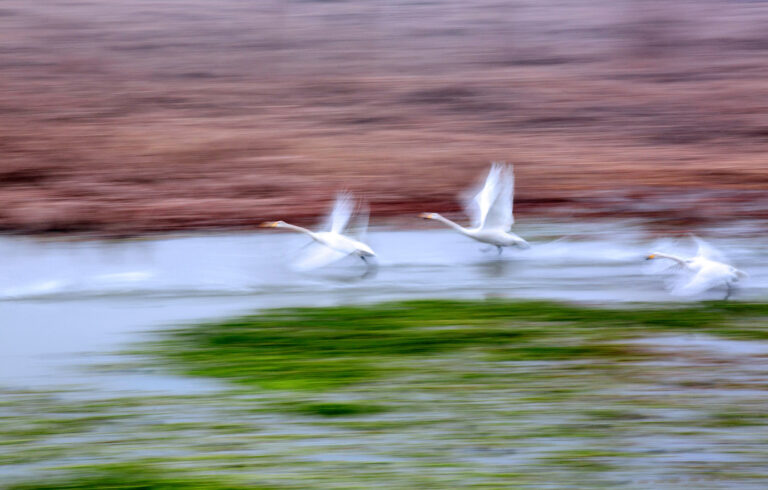 Zhang Chuansong - Beauty-of-swans-4
